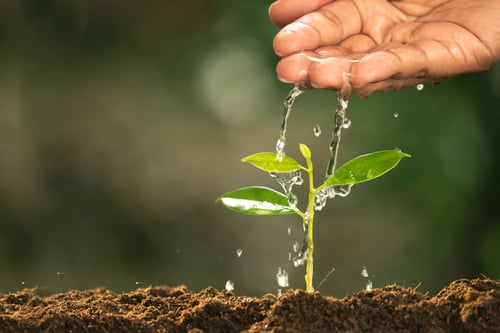 CareOfNewLife-WateringYoungPlantedit-1