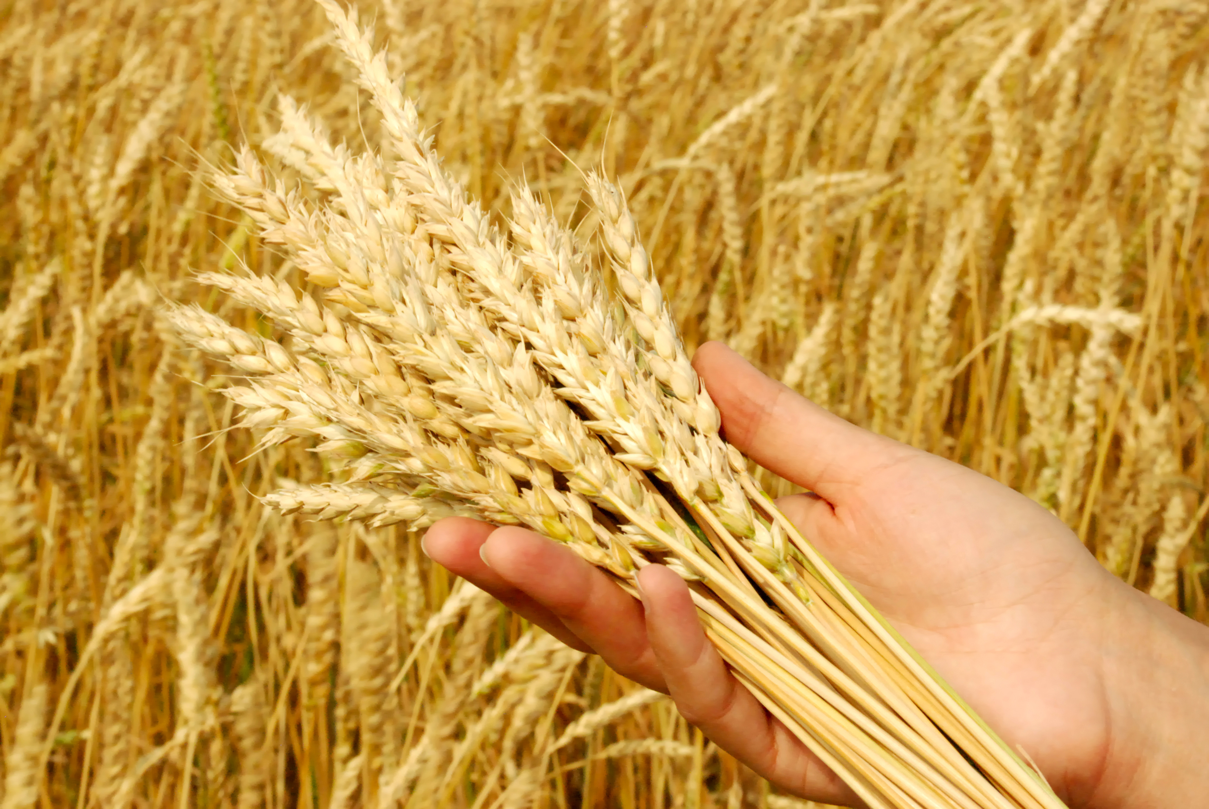 Stewardship Guidepost - Wheat